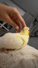 Pet cockatiel receives affection from owner in Krasnoyarsk home