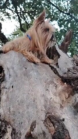 A small dog with tan fur and a blue collar is perched on a large, weathered piece of wood. The dog looks to the right, its face partially obscured by its fur. Behind the dog, green leaves and branches of a tree are visible against a light sky. The camera then pans down and to the right, revealing a calm body of water surrounded by dense green trees under a bright blue sky with scattered white clouds.