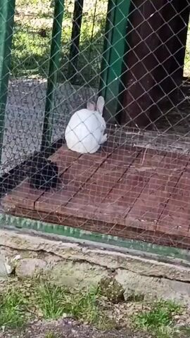 The video shows a fenced enclosure containing several rabbits. In the foreground, a white rabbit is visible. Further inside the enclosure, there are two more rabbits, one black and one gray. The enclosure appears to be outdoors, with grass and trees visible in the background. The ground inside the enclosure is covered with what appears to be wooden planks.