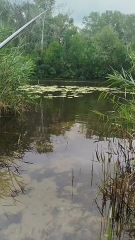 A fishing rod is angled downwards from the left side of the frame, its tip disappearing off-screen. Below the rod, a body of water is visible, with tall green reeds lining the near bank and scattered lily pads on the surface further out. The water is dark and reflects the overcast sky and surrounding trees. The far bank is dense with green trees. The overall impression is of a serene, natural setting suitable for fishing.