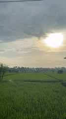 Rice paddies documented under cloudy skies in North Kuta