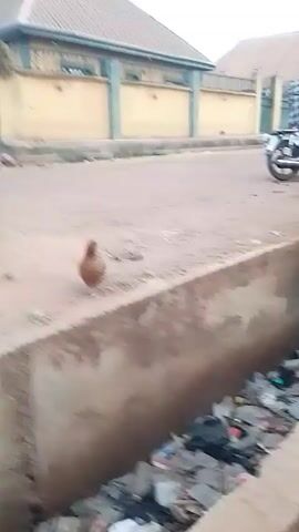 The video shows a street scene with a brown chicken standing on the edge of a concrete drain. In the background, there are buildings with yellow walls and brown roofs. The street surface appears to be dirt or gravel. Two motorcycles pass by, followed by a dark-colored SUV. The SUV drives past the camera's vantage point. The drain is filled with trash.