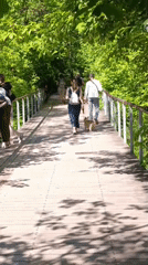 Ducks and boardwalks observed in Moscow park waterways