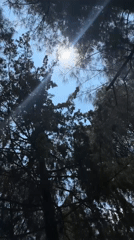 Person documents tree-lined pathways in San Andrés Cholula