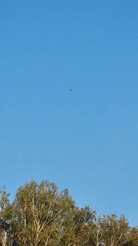 The video captures a clear blue sky above the upper branches of several deciduous trees. A small, dark object, likely a bird, is visible in the upper right quadrant of the sky, and another dark object, also appearing to be a bird, is visible in the upper middle section of the sky. The trees are green and appear to be in full leaf, suggesting a warm season. The lighting indicates it is daytime.