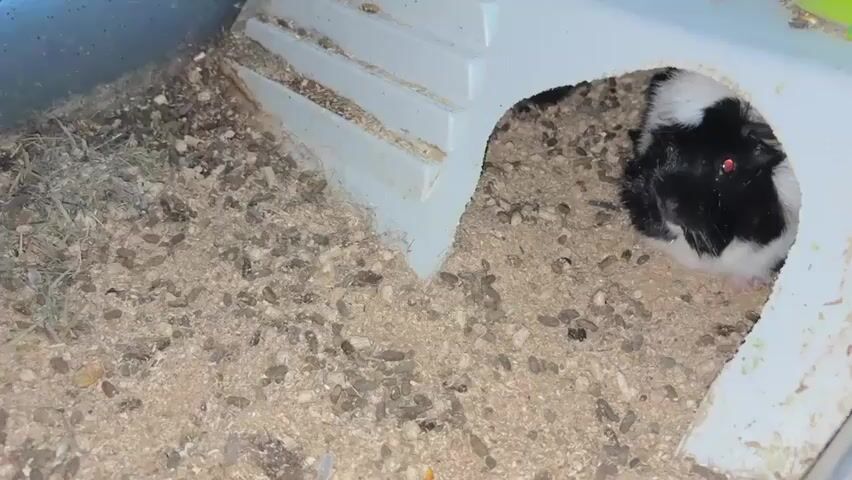 A guinea pig with black and white fur is nestled inside a small plastic hideaway within its enclosure. The enclosure is filled with wood shavings and guinea pig droppings. The guinea pig has red eyes and appears to be resting. The camera is positioned at a medium distance, capturing the guinea pig and its immediate surroundings.