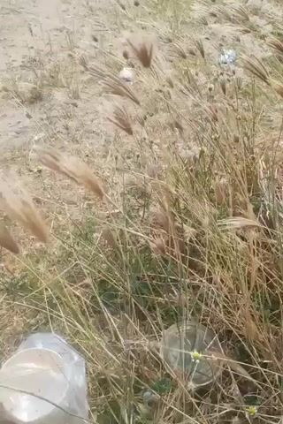 The video shows a close-up view of dry grass swaying in the wind. The ground is sandy and appears to be dry. There are some small yellow flowers among the grass. In the foreground, two clear plastic cups are visible, one on the left and one on the right. In the background, a white object, possibly litter, can be seen among the grass. The overall scene suggests an outdoor, possibly natural or semi-natural environment.