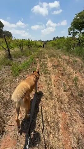A medium-sized, golden-brown dog is walking away from the camera on a leash along a dirt path lined with trees. The dog has a fluffy tail. The path is covered in dry grass and red dirt. In the distance, there is a person and another dog. The sky is blue with scattered white clouds. The overall environment appears to be rural or agricultural.