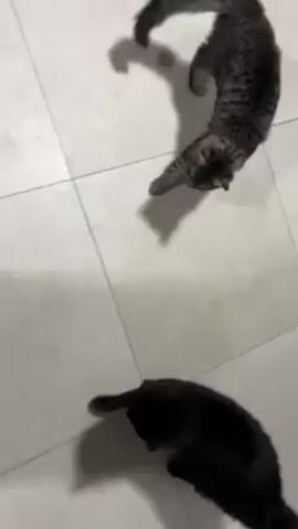 Two cats are seen on a white tiled floor. One is a black cat lying on its side, while the other is a striped tabby cat stretching out its front legs. The tabby cat looks down at the black cat.