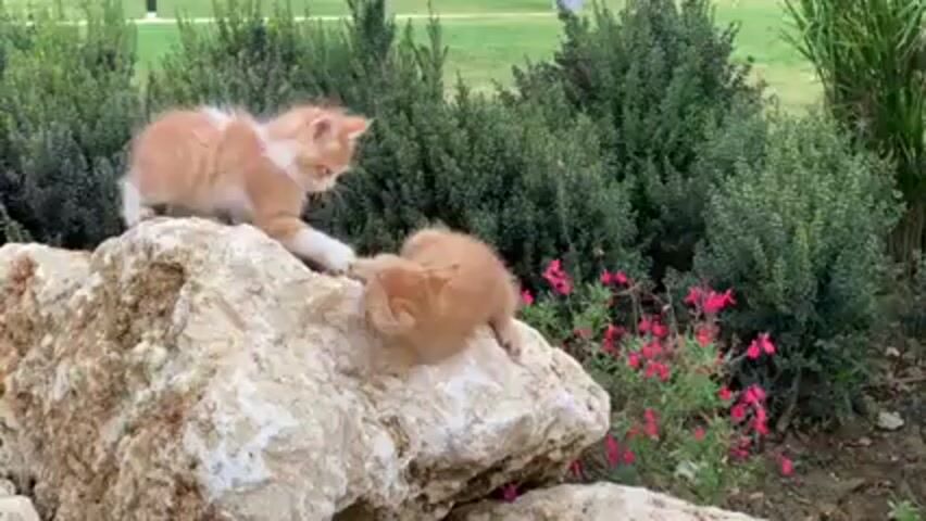 Two small orange kittens play on a large rock. One kitten is predominantly orange with some white fur, while the other is solid orange. The rock has a textured surface and is surrounded by greenery including bushes and some red flowers. A light pole is visible in the background. A person speaks briefly.