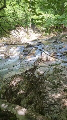 A tranquil forest scene unfolds, with sunlight dappling through lush green leaves overhead. In the foreground, a thick tangle of branches and roots partially obscures a rocky riverbed. The river itself is shallow and appears to be flowing over a bed of stones and pebbles, with small ripples and whitewater visible. The surrounding environment is densely wooded, with trees and undergrowth lining the banks of the river. The overall impression is one of natural beauty and peacefulness.