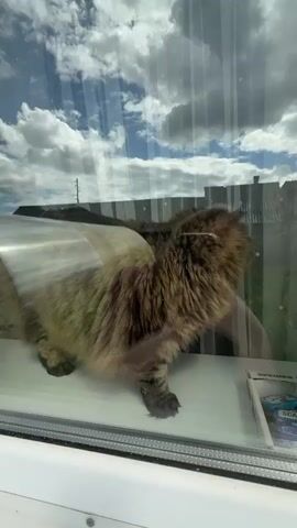 A medium shot of a furry brown and gray striped cat, wearing a clear plastic cone collar, standing on a white surface and looking out of a window. The window pane reflects a view of a cloudy blue sky, a section of a gray fence, and a utility pole. Part of a cardboard box is visible near the bottom right corner of the frame.  A person's voice is heard saying "Una" and making kissing sounds. The person says "Zhopka" in Russian.