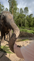 Morning at a Phuket animal park — elephants, capybaras, and close encounters