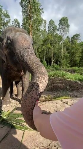 Morning at a Phuket animal park — elephants, capybaras, and close encounters