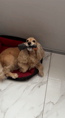 Cocker spaniel growls with toy in Burgas home