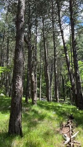 This is a vertical video of a dense pine forest. The camera is at ground level, looking up into the canopy of tall, slender pine trees. The forest floor is covered in lush green grass, and there are some fallen branches and debris scattered around. The sun is shining through the trees, creating dappled light on the forest floor. The scene is peaceful and serene, with a sense of solitude and natural beauty.