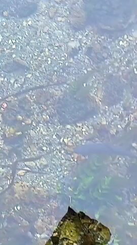 The video shows a close-up, overhead view of a shallow, clear body of water with a pebble-strewn bottom. Several dark, elongated fish, appearing to be trout or similar species, are swimming in the water. Some of the fish are clearly visible, while others are partially obscured by the water's surface or aquatic vegetation. A moss-covered rock or log juts into the frame from the bottom left corner. The lighting suggests it is daytime, with sunlight filtering through the water. The camera is stationary, and the movement of the fish is the primary action observed.