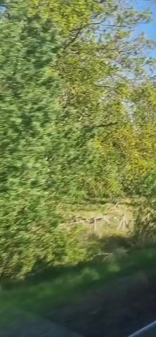 The video captures a scenic view from a moving vehicle, likely a train or car, traveling through a rural landscape in South Cambridgeshire, United Kingdom.

The primary subjects are abundant green foliage, including numerous deciduous trees, some with full green leaves, others with more bare branches, indicating either early spring or a mix of tree types. Lush green grass fields stretch across the landscape, often bordered by wooden fences or simple fence posts. Utility poles or telegraph poles are visible in the distance at various points. The sky is a prominent feature, displaying a bright, clear blue color throughout the video.

The activity taking place is travel through the countryside. The camera maintains a consistent perspective from inside the moving vehicle, showcasing the passing scenery.

Notable details include the bright and sunny weather, indicated by the clear blue sky and well-lit landscape, suggesting it is daytime, likely morning or afternoon. The overall impression is one of peaceful, verdant rurality. No people are visible in the video, and there is no discernible text on any objects or signs. The consistent greenness and type of fencing are typical of the British countryside, aligning with the provided location context.