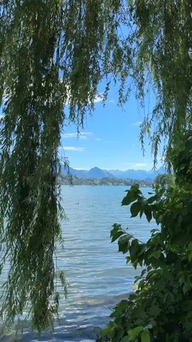 A tranquil lake scene is framed by the drooping branches of a willow tree and lush green foliage. The water is a serene blue, with gentle ripples reflecting the clear sky above. In the distance, a range of mountains forms a soft, hazy backdrop. A few small, dark objects, possibly birds or small boats, are visible on the water's surface. Sunlight filters through the leaves, creating a dappled effect. The overall impression is one of peaceful natural beauty.