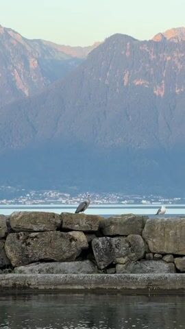 The video shows a wide shot of a stone wall bordering a body of water. Two birds are perched on the wall, a heron and a seagull. In the background, there are mountains with a town or city nestled between the water and the mountains. The lighting suggests it may be early morning or late evening.