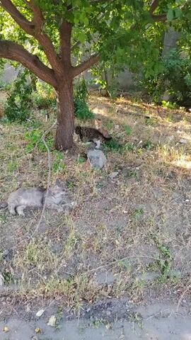 This video shows two cats outdoors under a tree. One cat is lying down on the dry grass in the foreground, facing left. Its fur is gray and white. Another cat, smaller and darker, is standing further back near the tree trunk, facing right. It appears to be a tabby cat. The ground is covered with dry grass, scattered leaves, and some debris. Sunlight filters through the tree's green leaves, casting dappled shadows. The background shows more foliage and a wall. The overall scene is natural and unmanicured.