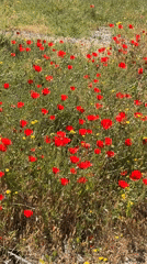 Spring morning documented across Tel Aviv streets and nature