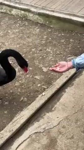 The video shows a person feeding a black swan out of their hand. The swan has black feathers and a red beak. It stretches its neck down to eat from the person's palm. In the background, there is a rooster with white and black feathers and a red comb. The ground is covered with gravel and there is a concrete barrier in the foreground. The person feeding the swan is wearing a denim jacket.