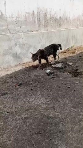 A tabby cat walks from left to right across a concrete surface. The cat is moving its front left leg forward, then its front right leg, then its back left leg, then its back right leg in a walking motion. The cat's tail is up and slightly curved. Behind the cat, there is a concrete wall and some dirt with a few scattered leaves. There are also some small pieces of debris on the ground. The lighting is bright, suggesting daylight.