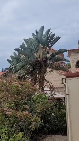 A camera pans across a lush, green outdoor scene. In the foreground, a large palm tree with fan-shaped leaves dominates the center of the frame. To the left of the palm, a dense bush with small pink flowers is visible. Behind the palm tree, a building with a terracotta roof and tan-colored walls can be seen. The sky above is overcast with clouds. The camera continues to pan to the left, revealing more of the building and a rolling hill covered in trees and vegetation in the background.