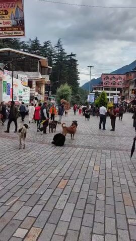 A street scene unfolds with a cobblestone pavement in the foreground. Several dogs are present, some lying down and others standing. A man in a light-colored shirt and dark vest walks by, holding a colorful umbrella. A few other people are visible in the background, walking in the same direction. Buildings line the sides of the street, and trees and a mountainous landscape are seen in the distance. The sky is overcast.