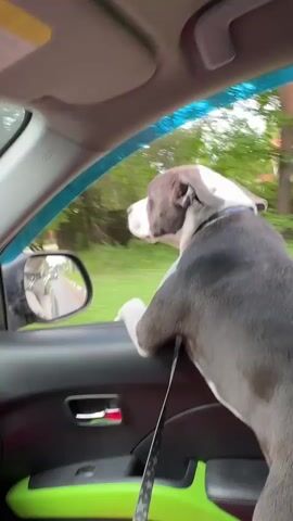 A medium shot video shows the interior of a moving car from the passenger side. A gray and white dog is standing with its front paws on the edge of the open passenger window looking out. The driver side mirror is visible, reflecting the street. The car is traveling down a road with trees and houses on either side. The car has green interior accents and a blue sunshade along the top of the windshield. The dog is wearing a collar and appears to be leashed.