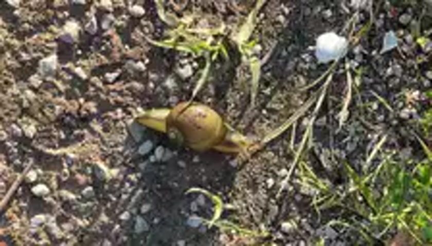 The video clip shows a snail moving slowly across a patch of ground. The snail has a light brown, spiral shell and a yellowish-brown body that it extends as it glides forward. Its soft body is fully visible as it progresses, pulling its shell along. The ground surface consists of dry, loose earth mixed with numerous small, light-colored pebbles or grit. Scattered amongst the dirt and stones are sparse blades of green and dry grass, along with some twigs or plant debris. In the upper right portion of the frame, a small, irregularly shaped white object, possibly a piece of eggshell or a white stone, is visible. The lighting is bright and natural, indicating it is daytime, and the overall scene suggests a dry, outdoor environment such as a garden or an unpaved area. No people or visible text are present in the video.