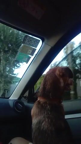 The video shows the back of a brown dog's head in the front passenger seat of a car. The dog has an orange collar and is facing towards the window, watching the scenery pass by. The car is in motion, and outside the window, trees and buildings can be seen blurring past. Inside the car, the dashboard, stickers on the windshield, and part of the driver's leg are visible.