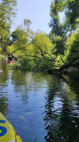 A first-person perspective video shows a person in a kayak on a river. The kayak is yellow and the person's paddle is visible in the bottom left corner. The river is surrounded by lush green trees. A large tree branch has fallen across the river, obstructing the path. In the distance, two people are visible in another kayak. The water is calm with ripples. The sky is clear and blue. The overall impression is a serene natural scene.