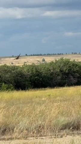 A video captures a bird flying in a cloudy sky above a grassy field and some trees. The camera pans from left to right, showing a distant object on the horizon, possibly a vehicle, before focusing on the bird in flight. The sky is filled with large, dramatic clouds, with patches of blue sky visible. The landscape is dry and sparse, with tall, golden grass dominating the foreground and middle ground, interspersed with green bushes and trees. The bird, a small, dark-colored avian, is seen from a distance as it soars against the backdrop of the sky.