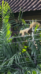 Squirrel spotted walking electrical wires in Ubud, Indonesia