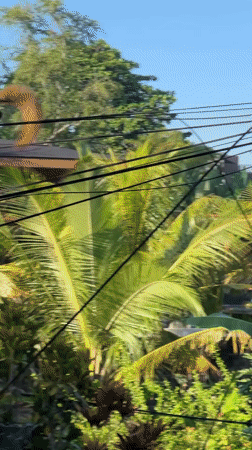 Squirrel spotted walking electrical wires in Ubud, Indonesia