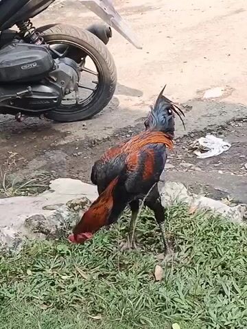 A rooster is pecking at the grass near a motorcycle. The rooster has black, red, and orange feathers. The motorcycle is black and silver, and its rear wheel is visible. The ground is a mix of dirt and grass. There is a white plastic bag on the ground behind the rooster. The scene appears to be outdoors in daylight.