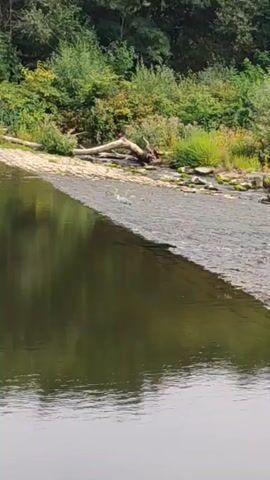 A body of water, possibly a river or large stream, is shown. The water in the foreground is dark and still, reflecting the lush green trees and foliage on the far bank. The middle ground features a shallow, rocky area where the water is visibly flowing over a spillway or natural rocky ledge. The far bank is densely vegetated with trees and various green plants, with a fallen log visible on the shore. A single, light-colored bird, possibly a heron, stands on the rocky spillway in the middle ground, facing right. The overall scene depicts a natural, serene environment.