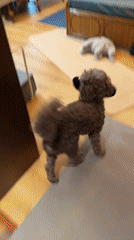 Poodle plays with boot on yoga mat in Krasnoyarsk home