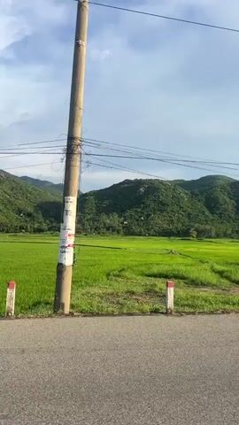 A video captures a rural landscape featuring lush green rice paddies against a backdrop of rolling, tree-covered hills under a partly cloudy sky. The foreground shows a paved road with a single wooden post and two short marker posts, one on each side of the road, with red and white tops. Electrical wires stretch across the top of the frame. The camera appears to be moving, likely from a vehicle, as the perspective shifts slightly and the scene pans. There are no people visible in the immediate foreground or prominently in the rice paddies. The overall impression is one of natural beauty and tranquility in a rural agricultural setting.