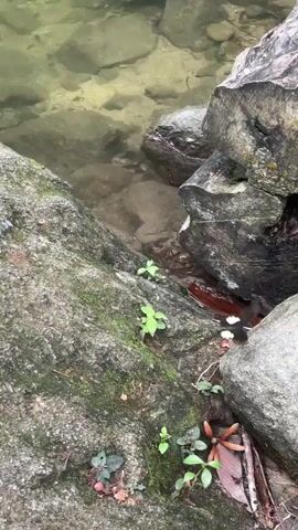 The video shows a rocky stream bank, where water flows between large, moss-covered rocks. Some small green plants are growing among the rocks. A single butterfly, with a black body and white-edged wings, lands briefly on one of the rocks before flying away. The sound of running water is audible.