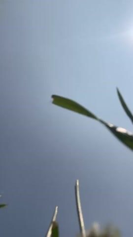 This media file, shot in Minino, Russia, depicts a low-angle perspective of a clear sky, with several blades of grass in the foreground, some of which are out of focus. The sun is visible, suggesting a daytime setting, likely midday due to the bright light and clear sky.

The primary activity captured is a person performing a handstand. In the initial frames, a hand is seen reaching down from above, followed by the full inversion of the person, showing their legs, torso, and head upside down. The person is wearing dark shorts, a light-colored athletic vest with text visible on it, and pink sleeves or a hoodie. The text on the vest appears to include the words "LEVEL" and "ENERGY" or similar lettering. The activity appears playful or athletic, with the person in the process of holding or entering the handstand pose.

The overall impression is one of outdoor activity under a bright, clear sky. The focus on the sky and grass from this unusual low angle creates a dynamic and somewhat disorienting perspective, emphasizing the physical action. There are no strong emotional cues, but the scene suggests a sense of freedom and physical exertion. The weather appears to be pleasant and sunny.