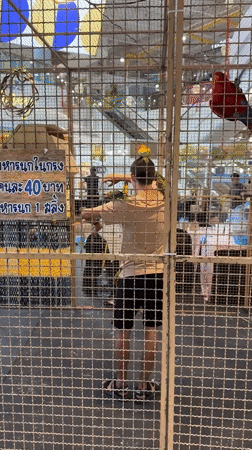 Visitor enjoys close bird encounters at Thailand wildlife attraction