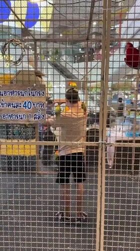 Visitor enjoys close bird encounters at Thailand wildlife attraction