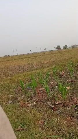 The video captures a slightly tilted view of a rural landscape during the day. In the foreground, rows of young corn plants are visible, interspersed with dry grass and some debris. The soil appears somewhat uneven. Further in the background, a vast, mostly flat expanse of dry grass and dirt stretches to the horizon. Several utility poles stand sparsely across the field. In the far distance, a few trees are scattered, and the sky is overcast and pale. The camera appears to be handheld, resulting in a gentle swaying motion throughout the short clip.