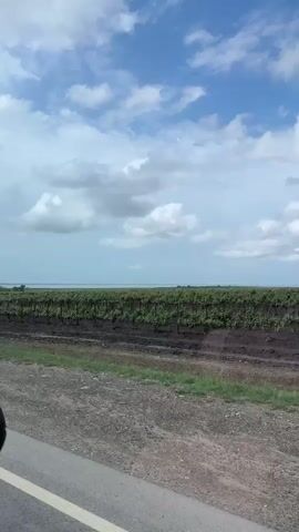 The video shows a vineyard viewed from a road. The vines are arranged in rows, with a brown, tilled field beneath them. Some vines are supported by white poles. In the background, there is a body of water. The sky is blue with fluffy white clouds.  The view is captured from a moving vehicle on the road.