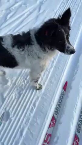 The video shows a medium-sized black and white dog standing on a snow-covered ski track. The dog looks at the camera and licks its nose. The dog then looks down, then back up at the camera with its tongue out. The dog steps forward towards the camera, showing its legs. Skis are next to the dog in the snow.