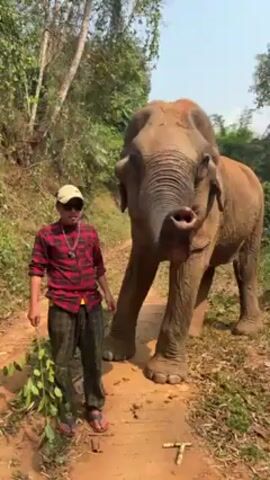 A man in a red and black flannel shirt, patterned pants, a baseball cap, and red sandals stands on a dirt path near a brown elephant. He is holding a branch with green leaves. The elephant is partially facing the camera and partially facing the man. The man holds up the branch of leaves to the elephant, which takes the leaves with its trunk and eats them. The background is a forest and a blue sky. Another person's arm, hand, and wrist holding a watch appear briefly.