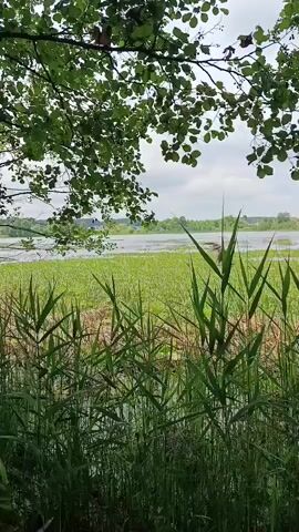 The video shows a view of a natural landscape. In the foreground, tall green reeds are growing. Behind the reeds, there is a body of water, possibly a lake or pond, covered with green aquatic plants. In the distance, there are trees and a cloudy sky. The overall impression is one of a calm, natural environment.